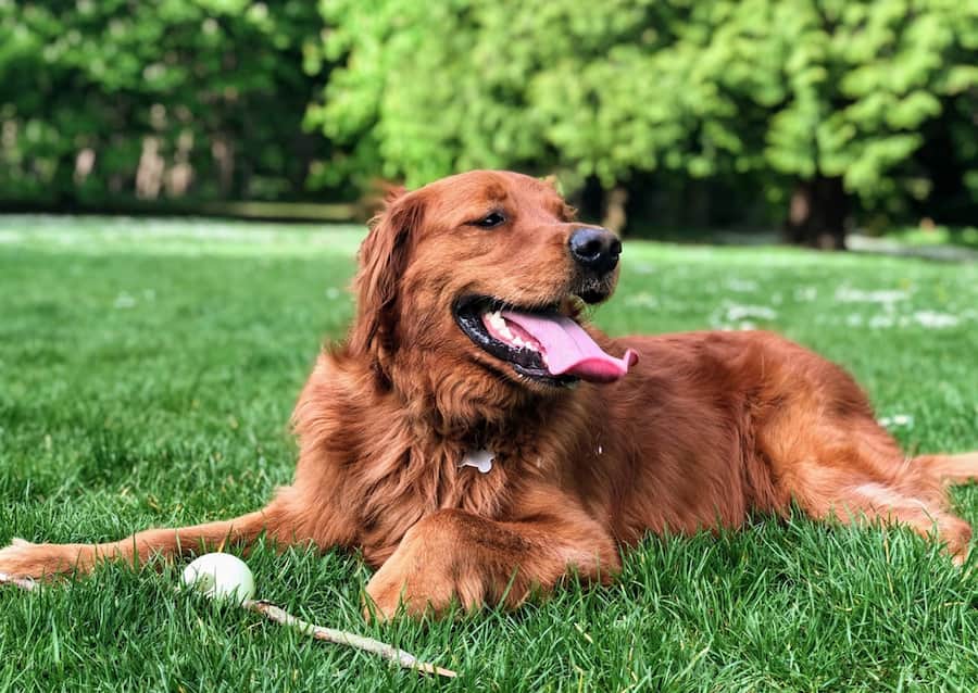 A dog lays in grass with a stick and ball near their paws. 