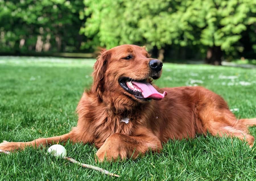 A dog lays in grass with a stick and ball near their paws.