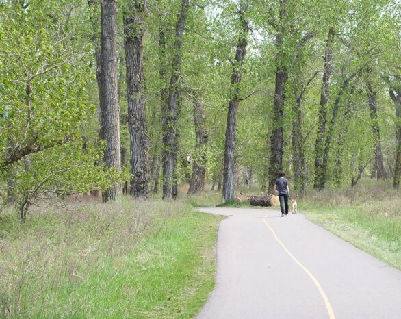 A person walks a dog on a Fish Creek Provincial Park paved pathway.