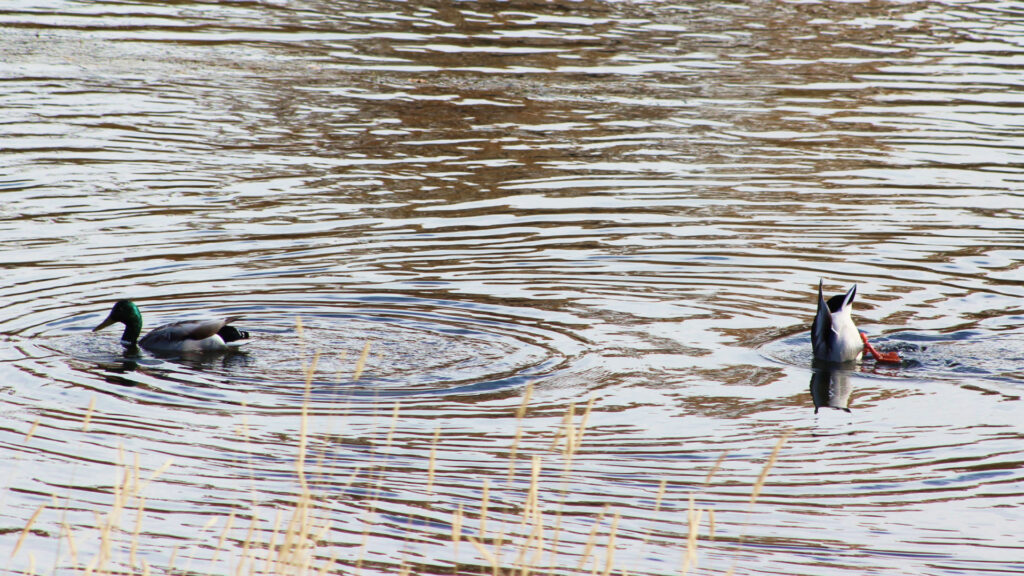 two ducks floating on the bow river, with one diving for food