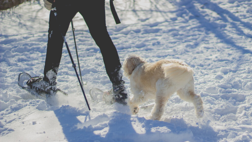 person snowshoeing in fish creek park with their dog