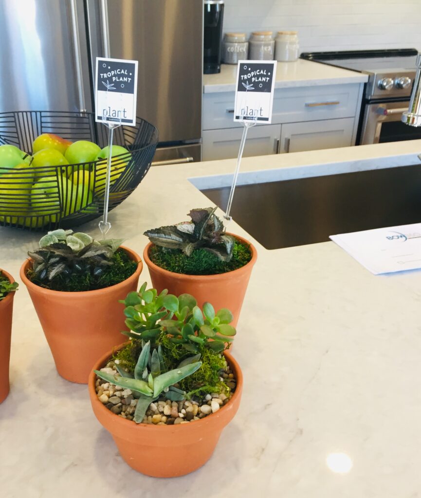 Three small potted plants on a kitchen island in a showhome.