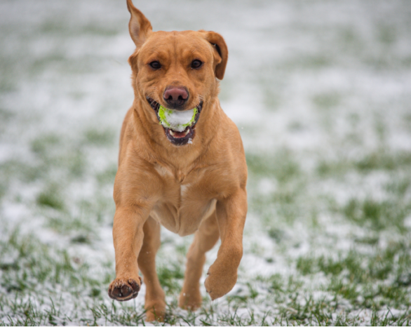 A light brown dog runs through a snowy field carrying a tennis ball.