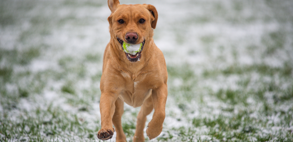 A light brown dog runs through a snowy field carrying a tennis ball.