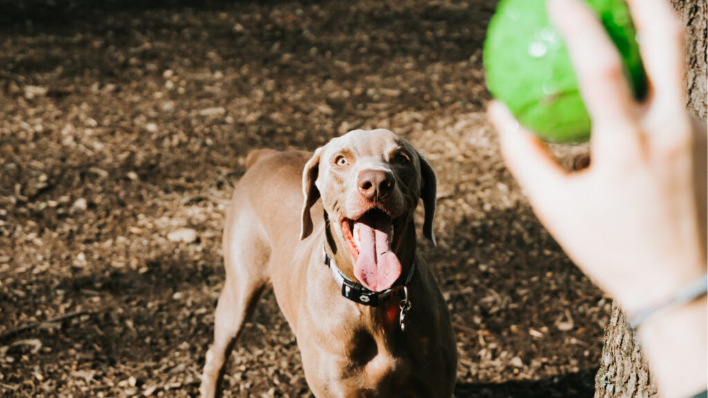 excited weimaraner waiting to play fetch in a dog park 