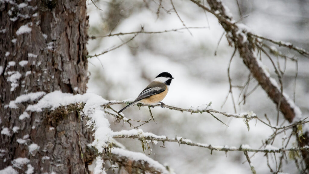 chickadee sitting on a tree branch in winter