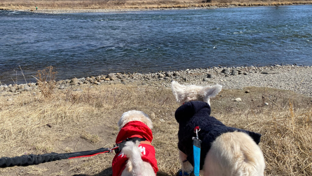 two dogs on a walk next to the bow river in south calgary