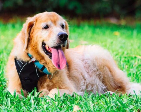 an elderly golden retriever relaxing in a dog park with its tongue out