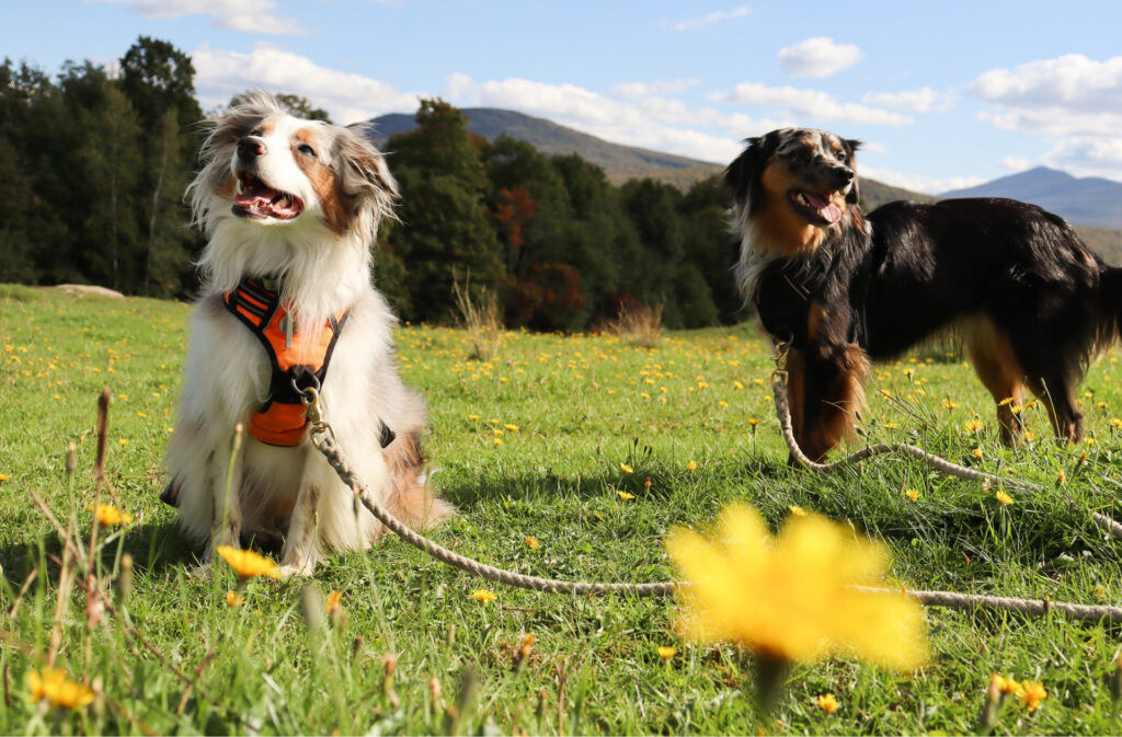 two aussie shepherds playing in a park