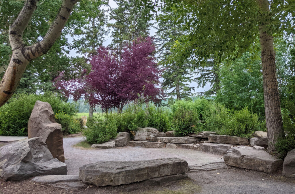 a beautiful purple leaf tree in the middle of a green trees, with a rock circle sitting area